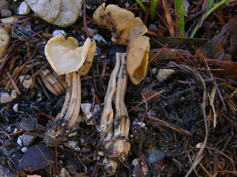 3 specie nuove per me...forse 4.